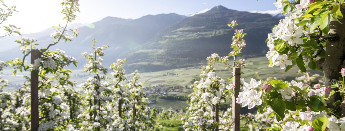Beautiful spring in South Tyrol